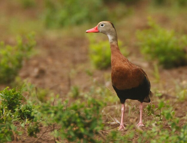 Foto close-up di un uccello sul campo