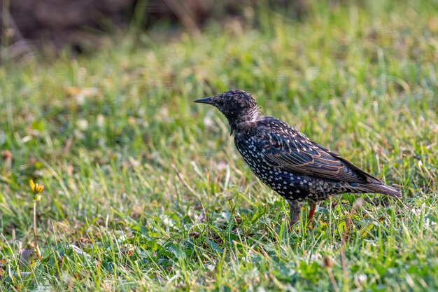 Photo close-up of a bird on field