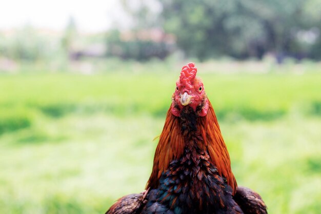 Photo close-up of a bird on a field