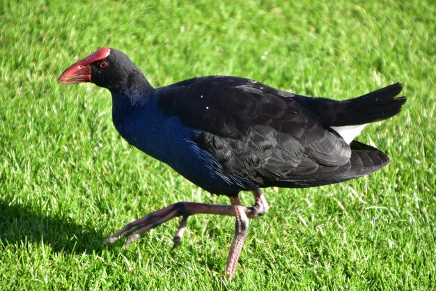 Foto close-up di un uccello sul campo