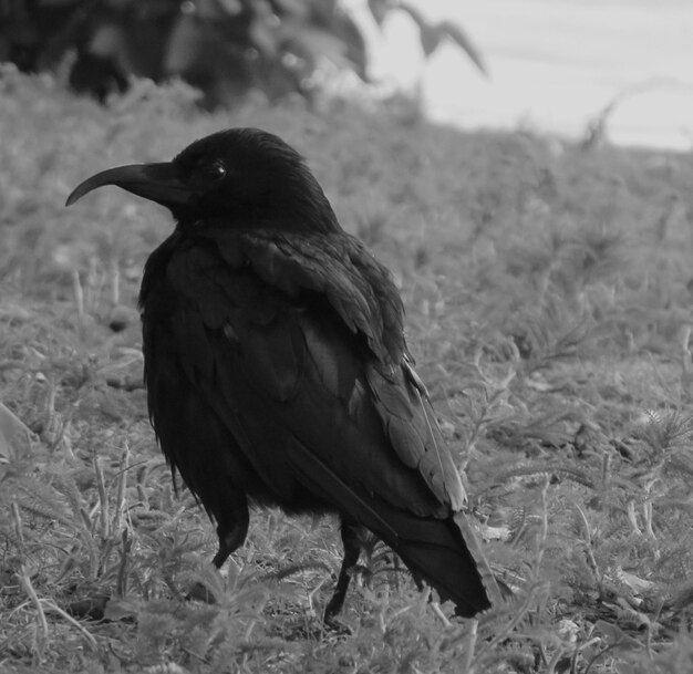 Foto prossimo piano di un uccello sul campo