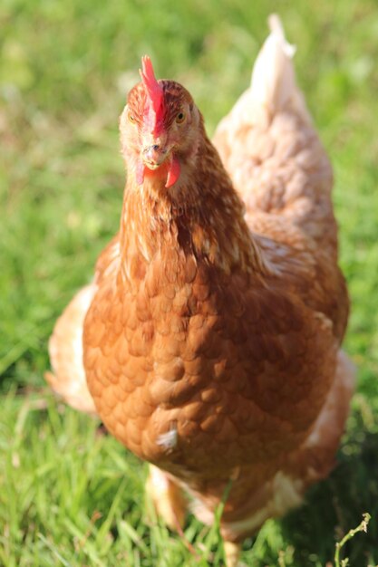 Foto close-up di un uccello sul campo