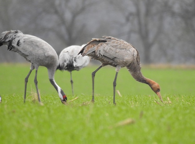 Close-up of bird on field