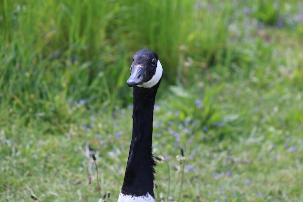 Photo close-up of a bird on field