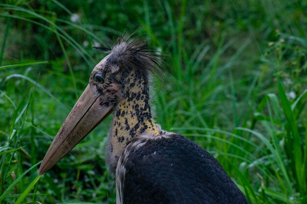 Photo close-up of a bird on field