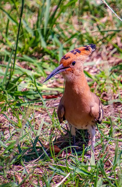 Close-up of a bird on field