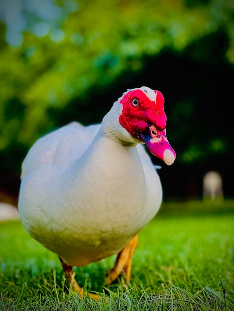 Photo close-up of a bird on field