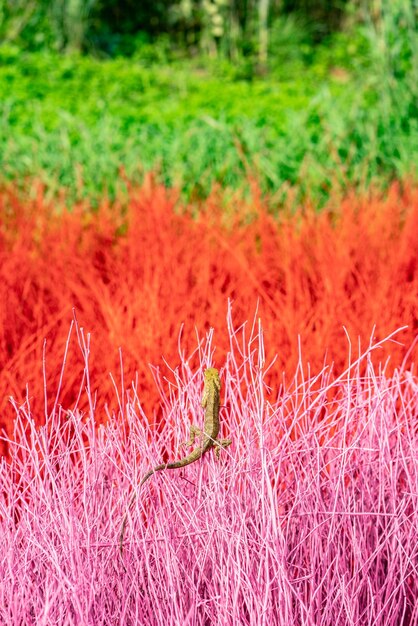 Foto prossimo piano di un uccello sul campo