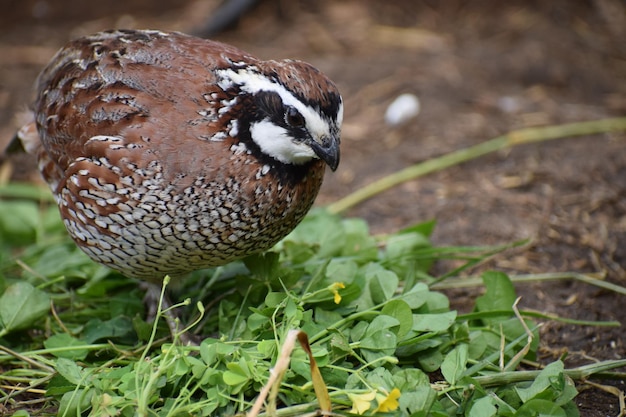 Photo close-up of a bird on field