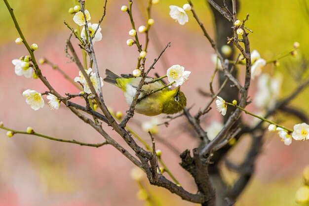 Photo close-up of bird on flower tree