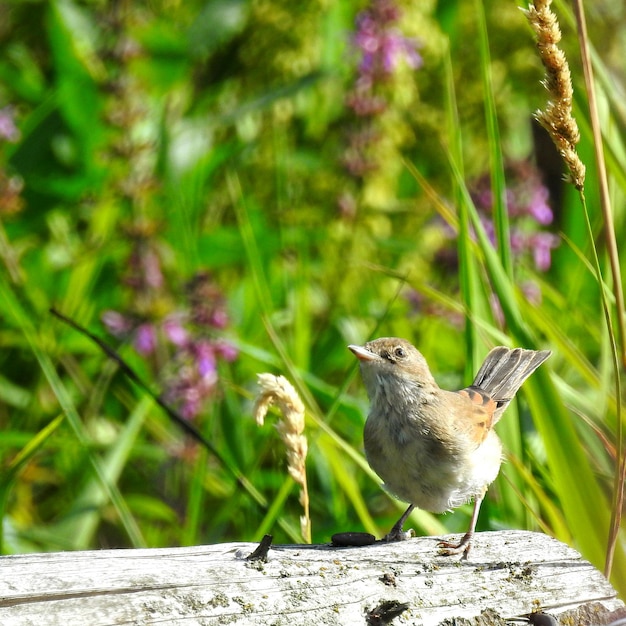 Photo close-up of bird on flower