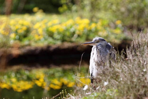 Foto close-up di un uccello dietro un fiore