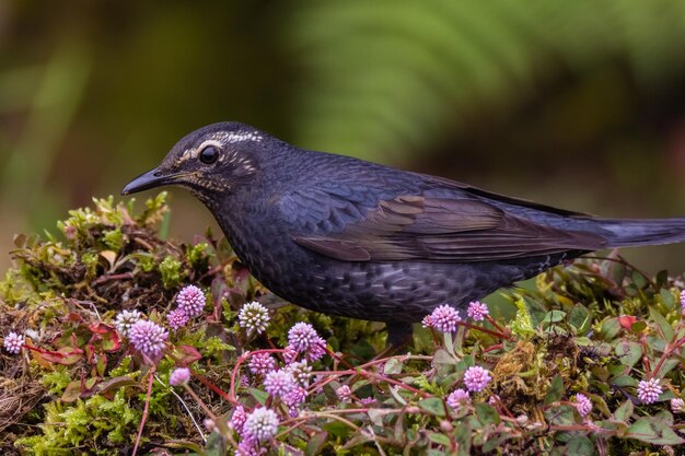 Close-up of bird on flower