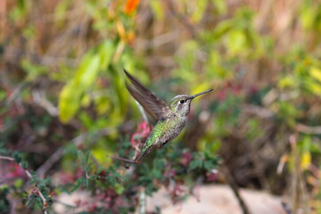 Photo close-up of bird flying against blurred background