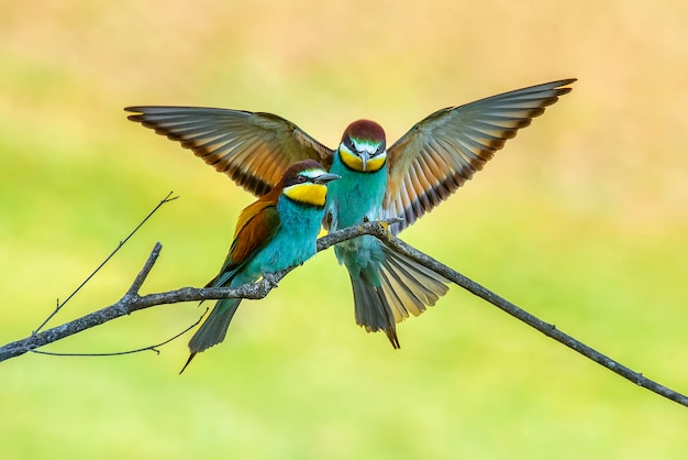 ぼんやりした背景で飛ぶ鳥のクローズアップ