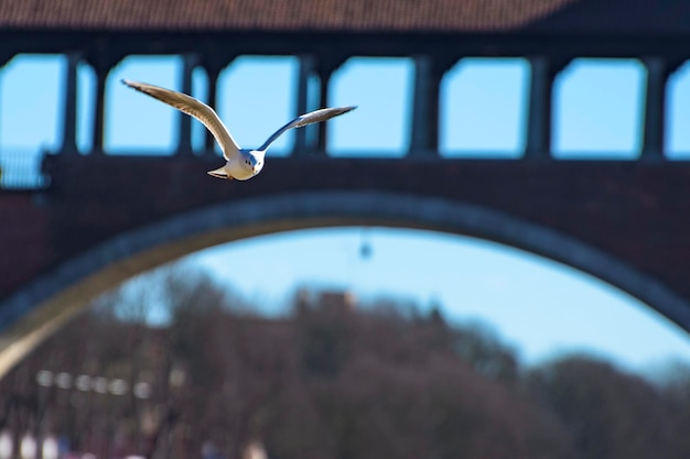 Photo close-up of a bird flying against blurred structure