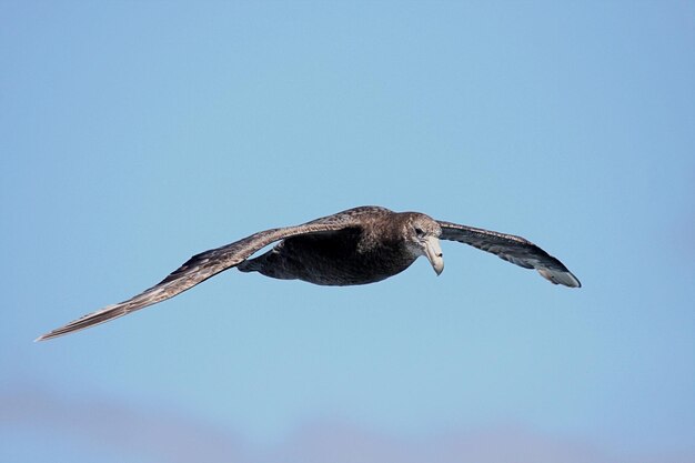 Foto close-up di un uccello che vola contro un cielo limpido