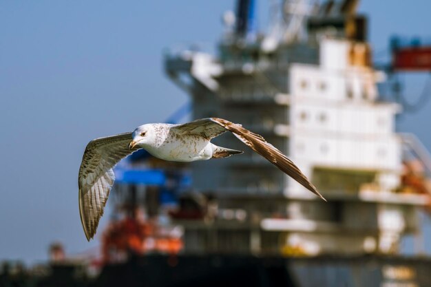 晴れた空を向いて飛ぶ鳥のクローズアップ