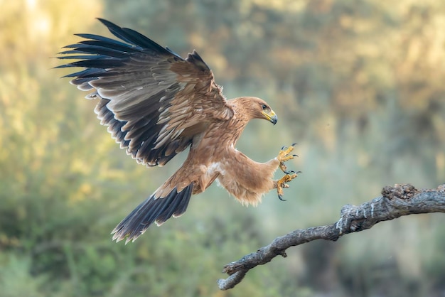 空に向かって飛ぶ鳥のクローズアップ