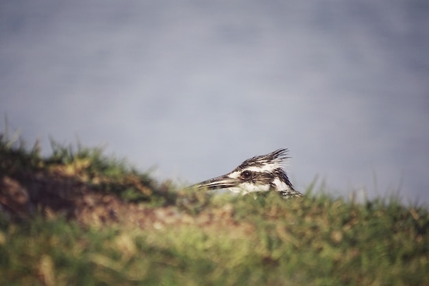 Photo close-up of bird flying against sky