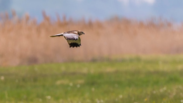 空に向かって野原を飛ぶ鳥のクローズアップ