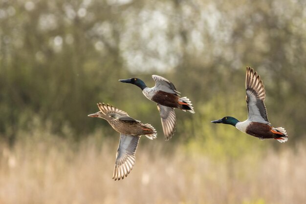 Photo close-up of bird flying over field