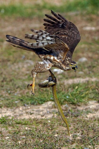 Close-up of a bird flying over a field