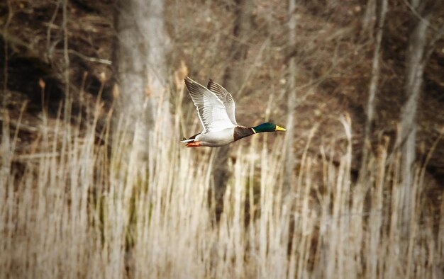 Photo close-up of bird flying in forest