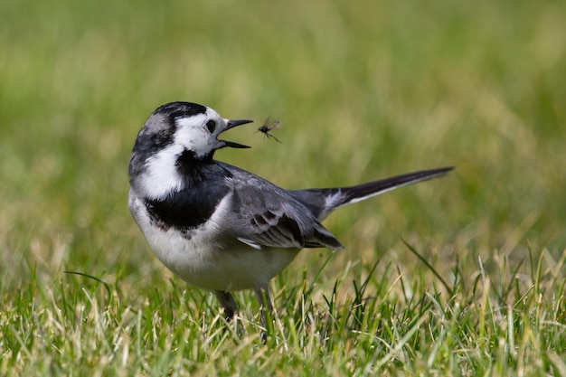 草の上を飛ぶ鳥のクローズアップ