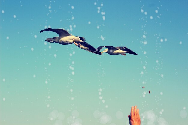 Photo close-up of bird flying over lake against sky