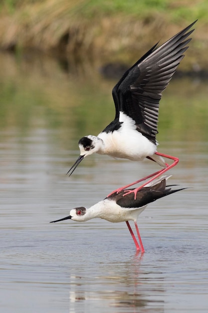 湖の上を飛ぶ鳥のクローズアップ