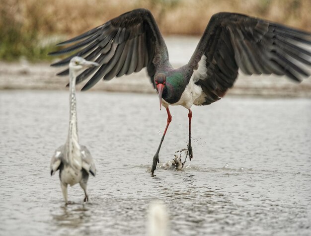 Photo close-up of bird flying over lake