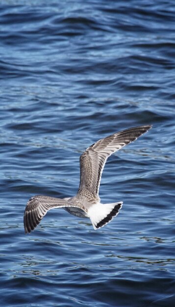 湖の上を飛ぶ鳥のクローズアップ