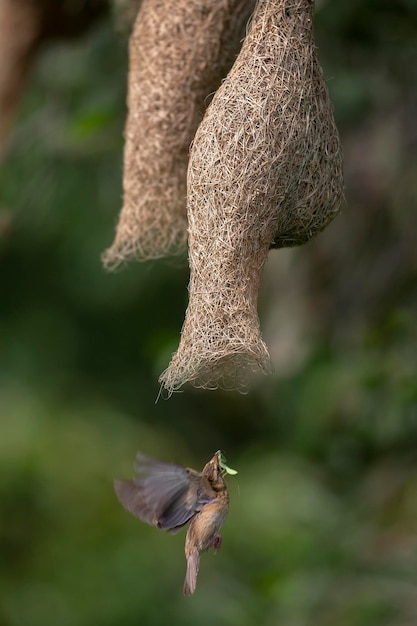 Close-up of bird flying below nest