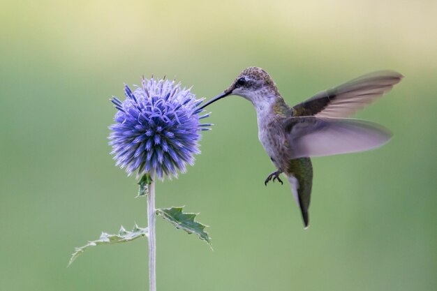 Close-up of bird flying over purple flower