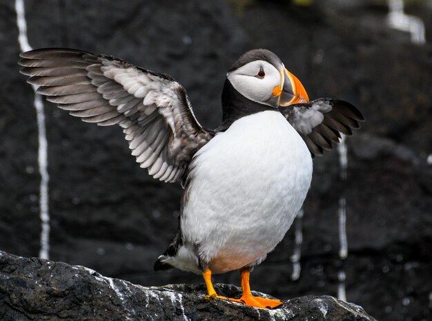 岩の上を飛ぶ鳥のクローズアップ