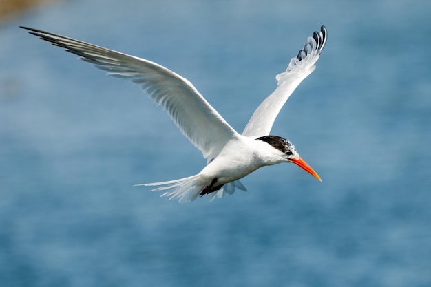 海を飛ぶ鳥のクローズアップ