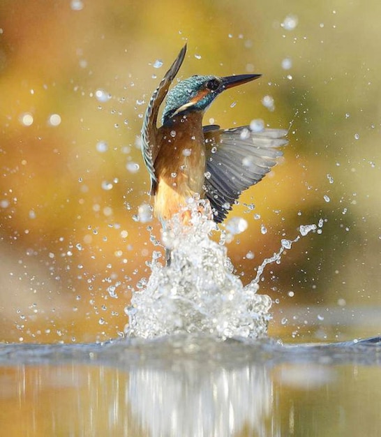 Foto close-up di un uccello che vola sopra l'acqua