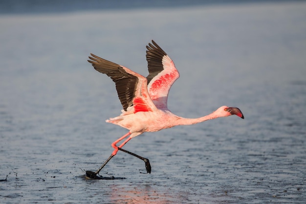 水面を飛ぶ鳥のクローズアップ