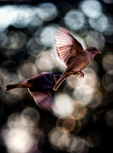 close-up of bird flying