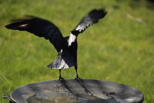 Foto close-up di un uccello che vola