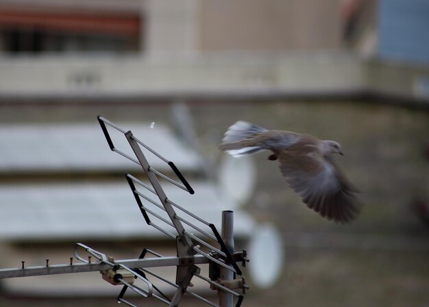 Close-up of bird flying