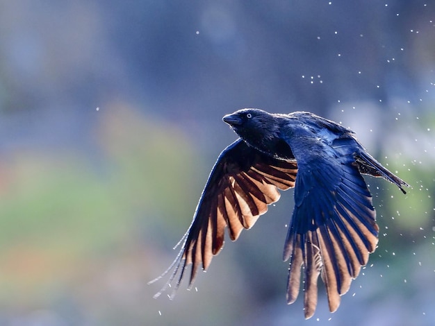 Foto prossimo piano di un uccello in volo