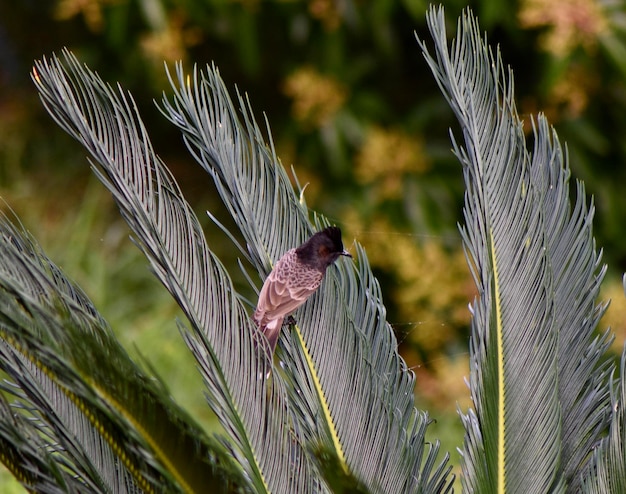 Photo close-up of bird flying