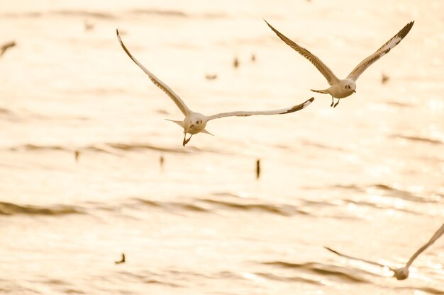 Photo close-up of bird flying