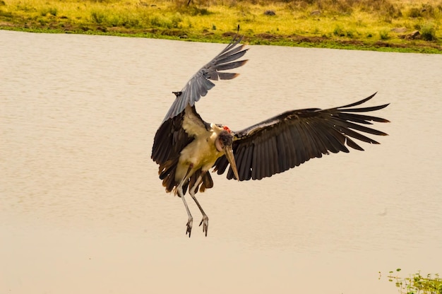 Foto prossimo piano di un uccello in volo