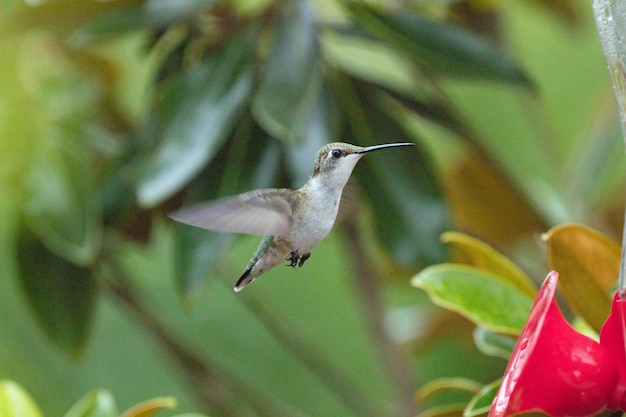 Foto prossimo piano di un uccello in volo