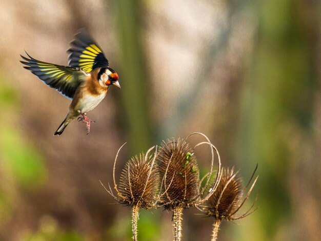 Photo close-up of bird flying