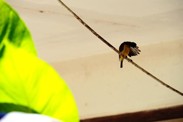 Close-up of bird flying