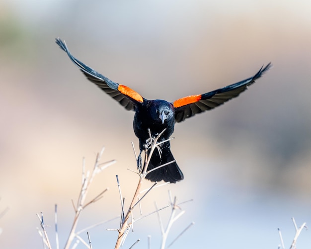 Close-up of bird flying